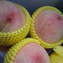 복숭아 효능과 궁합 이미지