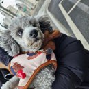 참좋은애견미용실 | [강아지 미용실 추천 - 올리브네펫살롱] 내돈내산 은다니가 5년째 다니고 있는 강동구 애견미용실 추천