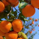 선비마음 사군자 이미지