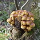 감자 바우 이미지