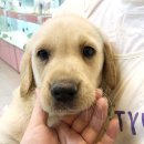 가정견1회분양 이미지