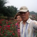 도담공원 이미지