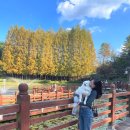 ㈜네바퀴사랑 | 청남대 메타세콰이어길 실시간 단풍 후기! 애견동반 관람 산책 한바퀴