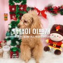 댕댕이 이쁘개 이미지