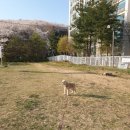 잣절공원 - 2330 | 동네 벚꽃 명소 : 매봉산 잣절공원 산책 후기