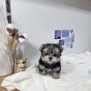 몽냥몽냥 강아지분양 고양이분양 송파점 이미지