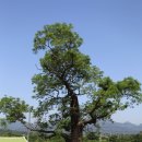 곡성-174 이미지