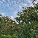 대월농장 이미지