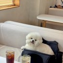 강릉오아시스 | 강릉 초당동 주차편한 애견동반카페 데일리오아시스