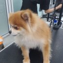 천호화이트애견미용학원