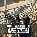 아기염소 | 아기염소체험카페 청도 고트힐