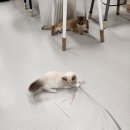 에브리캣 이미지