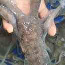 무안뻘낙지 이미지