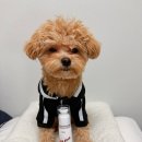 메디존 | 슈룹 메디존 크림 체험 후기｜강아지보습크림으로 시작한 우리 아이 피부 진정 케어