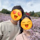 문경 개미취 명소 문희농원 방문후기(10.13 방문)