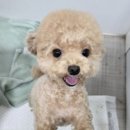 개미용중 이미지