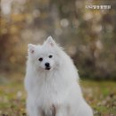 다니엘 동물병원 네이버블로그
