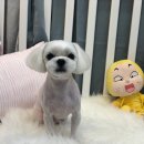 도그살롱바른핏 이미지