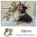 멍뜰리에 이미지