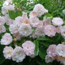 모스가든 이미지