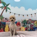 스위티독 이미지