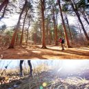 고요한숲