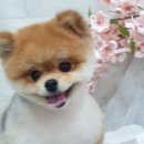 쭈 애견미용 이미지