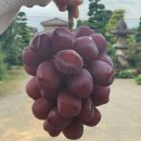 신품종포도) 블랙샤인머스캣이 맛있는 &#34;농업회사법인 주식회사 알프스농원&#34;