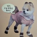 북셰프