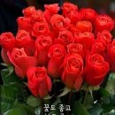 꽃 이미지