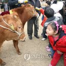 음매 이미지