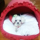 예삐애견 이미지