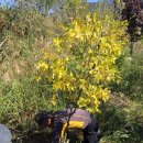 대추나무민박 이미지