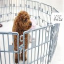돼지네울타리