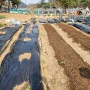 아내의 텃밭 이미지