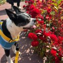 다올3호 | 횡성애견펜션 내돈내산 추천 / 다올펜션