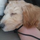 가히애견 이미지