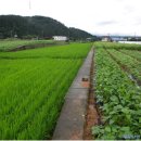 각화초교 이미지