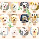 멜리애견유치원 이미지