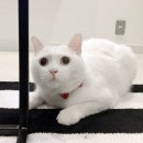(흰색고양이 분실신고) 대구시 동구 효목동 허병원 부근 주택가에서 실종된 고양이를찾습니다. 이미지