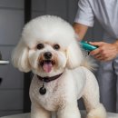 미래애견 이미지