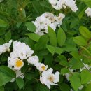 봉산 이팝나무길 이미지