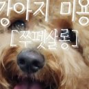 쭈펫살롱 네이버블로그