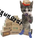 쿠킹독