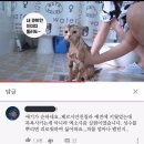 고양이 샴푸 주의사항 이미지