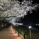 신평동1050 | [공지] 경주 벚꽃 명소 여행 1일차 코스 🌸 보문단지 황룡원 맛집까지 정리