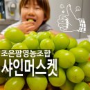 영천유기촌 영농조합법인 | 샤인머스켓 제철 산지직송 조은팜영농조합법인 망고포도 보관 고르는법