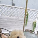 강아지 호텔 이미지