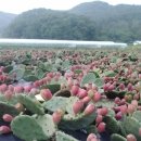 선화천년초