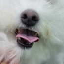블루맘펫살롱 | 강서구 [화곡.가양.등촌.마곡] 애견 미용실 추천 ! 비숑 전문 샵 &#34;블루맘펫살롱&#34;